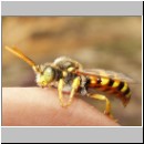 Nomada fulvicornis - Wespenbiene 04 13mm.jpg